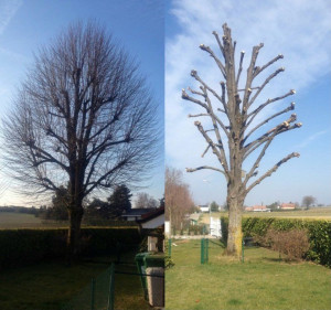 Photo de galerie - Travaux d’élagage