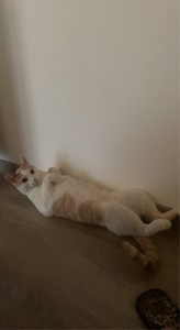 Photo de galerie - Garde chat