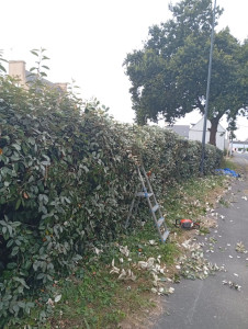 Photo de galerie - Taille de haies et d'arbustes