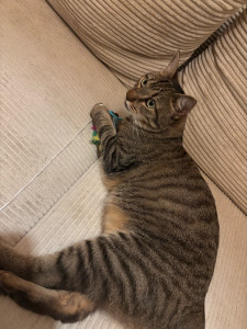 Photo de galerie - Garde chat