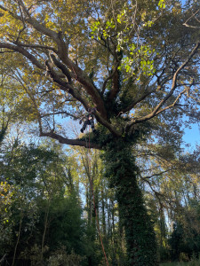 Photo de galerie - Elagage et coupe d'arbres