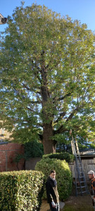 Photo de galerie - élagage d'un grand arbre
