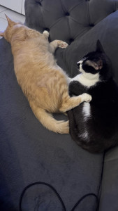 Photo de galerie - Mia et Simba 