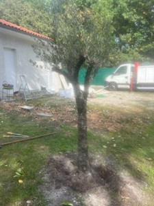 Photo de galerie - Plantations d'un olivier 