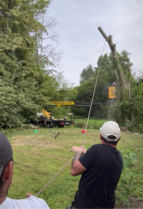 Photo de galerie - Opération d'élagage délicate en hauteur avec nacelle et cordage.