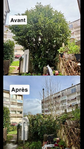 Photo de galerie - Elagage et coupe d'arbres