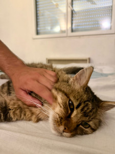 Photo de galerie - Garde chat