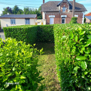 Photo de galerie - Taille d une haie 
