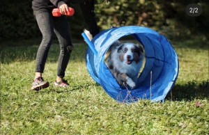 Photo de galerie - Activité Agility