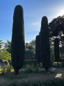 Photo de galerie - Taille de cyprès 