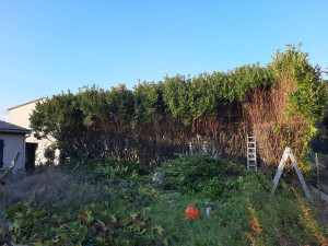 Photo de galerie - Élagage ou rabattage d’arbres ou arbustes 