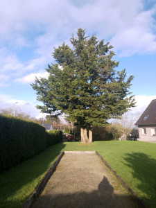 Photo de galerie - Elagage et coupe d'arbres