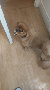 Photo de galerie - Garde de chien au domicile du petsitter. 