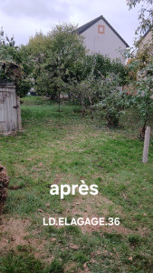 Photo de galerie - Abattage de précision dun noyers 