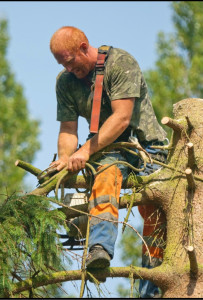 Photo de galerie - Elagage et coupe d'arbres