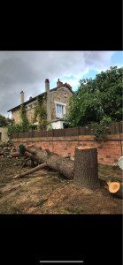 Photo de galerie - Abattage d’un cèdre 