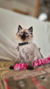 Photo de galerie - ? Garde de chat à domicile
Je veille sur votre félin avec sérieux et attention : repas, eau, litière câlins et jeux au programme !
Clermont et alentours 
? Disponible sur Clermont-Ferrand et alentours.
