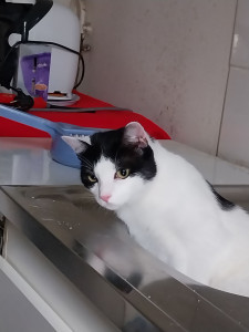 Photo de galerie - Une petite chatte que j'ai gardé à mon domicile pendant 8 jours