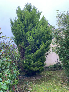 Photo de galerie - Taille de haies et d'arbustes