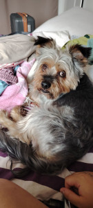 Photo de galerie - Un des nombreux loulous que j'ai gardé pendant les vacances de ses maîtres. 