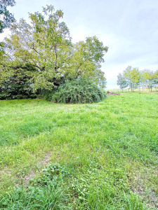 Photo de galerie - Tonte de pelouse - Débroussaillage