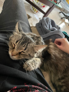 Photo de galerie - Votre chat sera toujours entre de bonne mains pendant votre absence ! ?