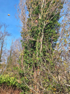Photo de galerie - Abattage de la moitié d'un grand arbre de 35 M.