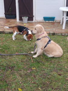 Photo de galerie - Skandal avec notre beagle