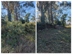 Photo de galerie - Tonte de pelouse - Débroussaillage