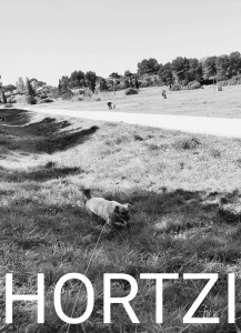 Photo de galerie - Hortzi épanouie à l'étang de Fontmerle ?. 