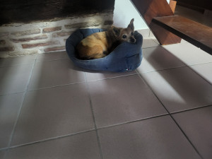 Photo de galerie - Petite jack pinsher de 13 ans dans son panier .