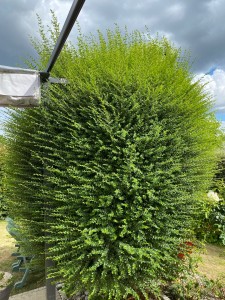 Photo de galerie - Taille de haies et d'arbustes