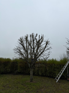 Photo de galerie - Taille d’un fruitier 