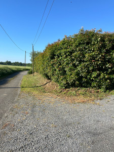 Photo de galerie - Rabattage d’une haie avant 