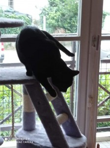 Photo de galerie - Pistache adore jouer sur son arbre à chat