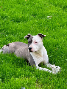 Photo de galerie - Uma, une American Staff très douce, un pur plaisir :)