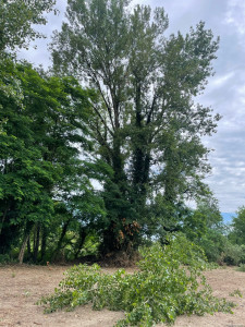 Photo de galerie - Elagage et coupe d'arbres