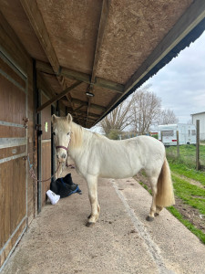 Photo de galerie - Propriétaire d’un cheval âgé de 26 ans, j’ai également le galop 7 