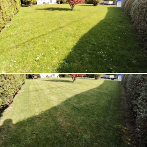 Photo de galerie - Tonte de pelouse - Débroussaillage