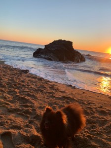 Photo de galerie - Garde chien