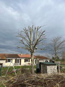 Photo de galerie - Taille de réduction, pour éviter la prise au vent trop importante 