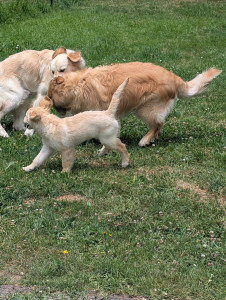 Photo de galerie - Garde animaux