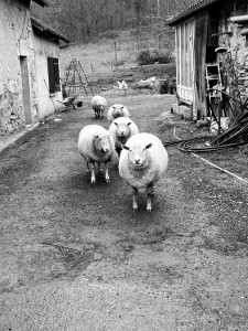 Photo de galerie - Ces brebis m’ont adoptée 