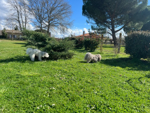 Photo de galerie - Garde chien