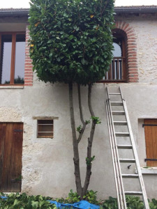 Photo de galerie - Taille d’arbustes 