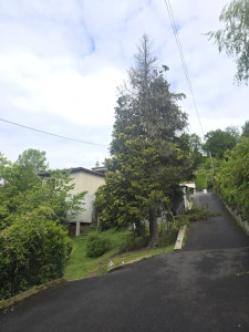 Photo de galerie - Abbatage d un arbre