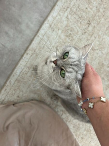 Photo de galerie - Garde chat