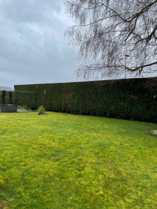 Photo de galerie - Taille de haies 