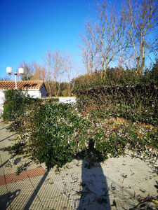 Photo de galerie - Taille des haies