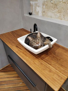 Photo de galerie - Construction complète, les murs, le placo, le béton ciré, le parquet, le montage du meuble la fabrication du plan de salle de bain ainsi que la pose des éléments de plomberie.... a peine posé déjà squatté par le chat ?